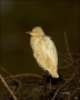 Cattle-Egret;Egret;Bubulcus-ibis;one-animal;close-up;color-image;nobody;photogra
